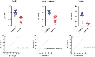 Production and evaluation of anti-BP26 monoclonal antibodies for the serological detection of animal brucellosis